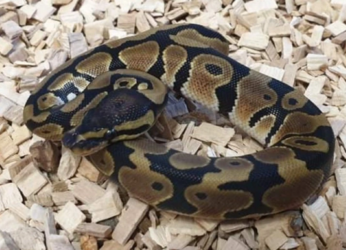 Kongepython (python regius) unge (normal/wild type) 0,1